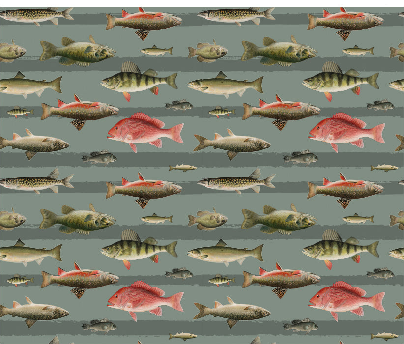 Short Niño Fish